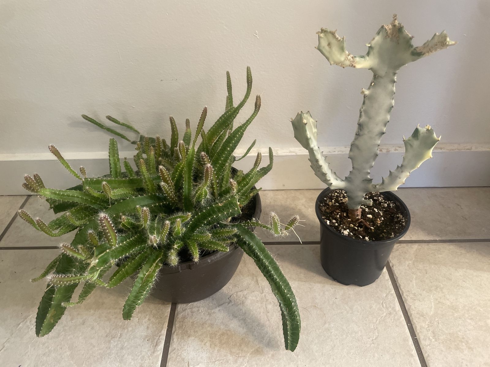 Dogtail Cactus & Euphorbia Lactea White Ghost