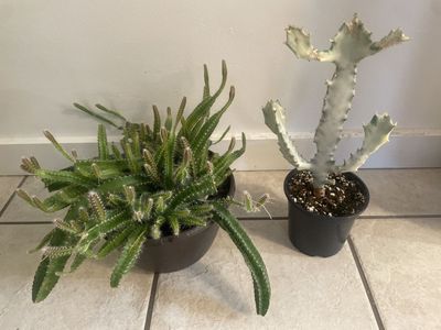 Dogtail Cactus & Euphorbia Lactea White Ghost