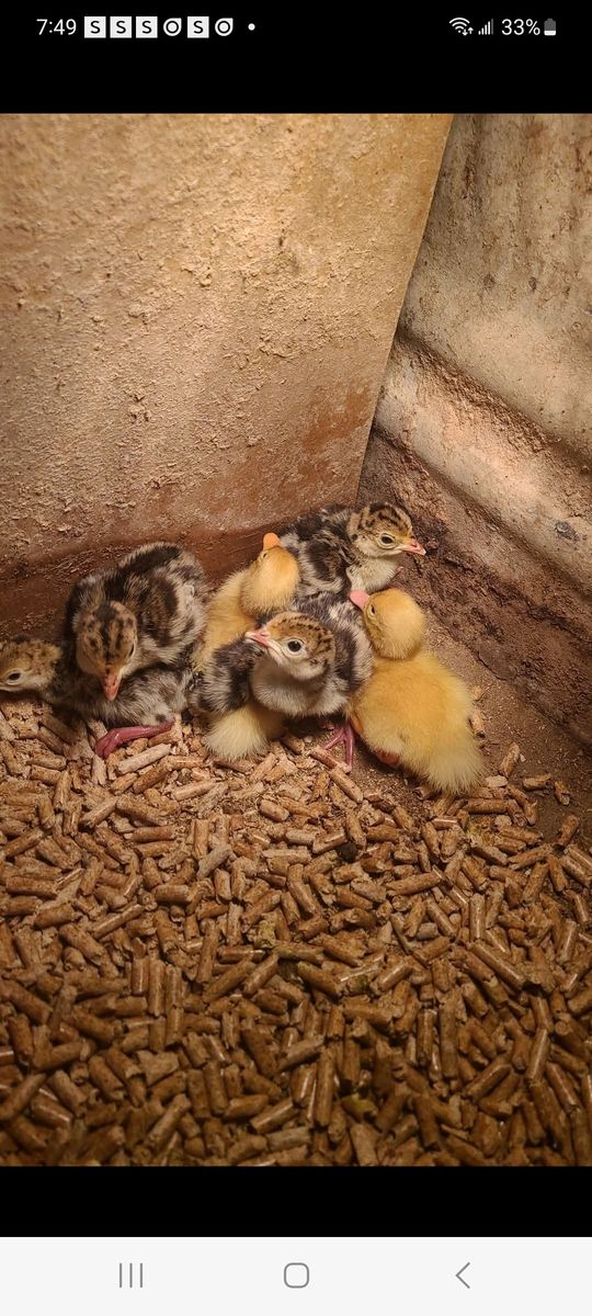 Standard Bronze Heritage Turkeys and Ducklings