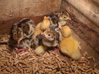 Standard Bronze Heritage Turkeys and Ducklings
