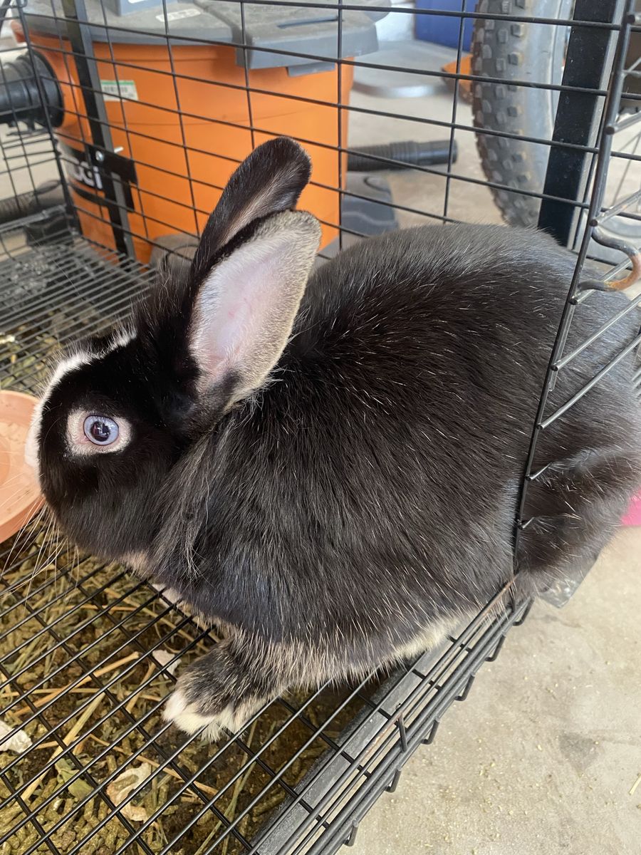 Rabbit 