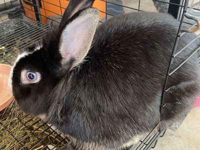 Rabbit