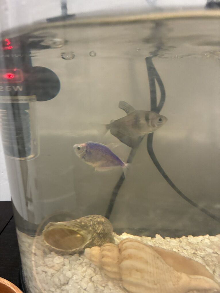 Fish For Sale Or Trade