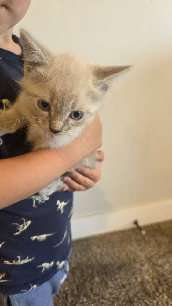 Adorable Kittens - Multiple Colors Available - $100 - $500