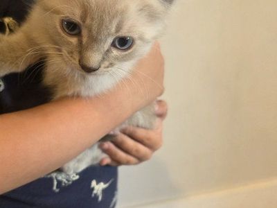 Adorable Kittens - Multiple Colors Available - $100 - $500