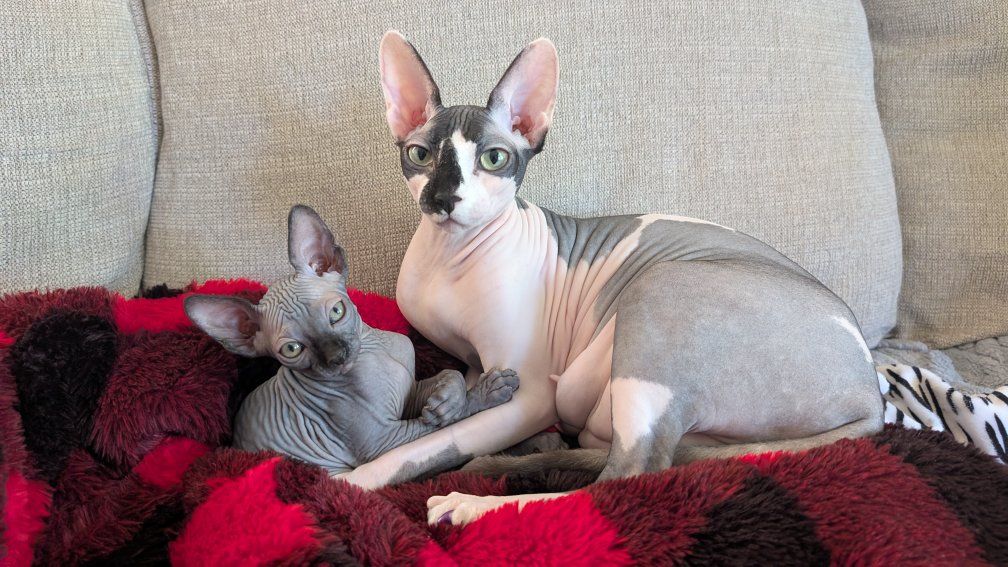 Female Sphynx (Potentially Pregnant)