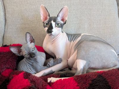 Female Sphynx (Potentially Pregnant)