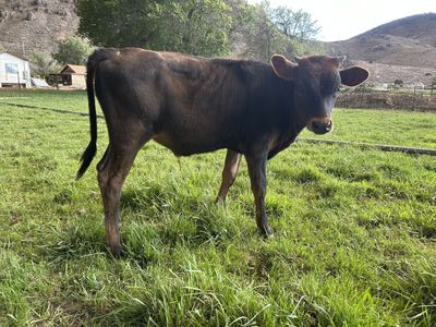 Weined Steer Pasture Ready