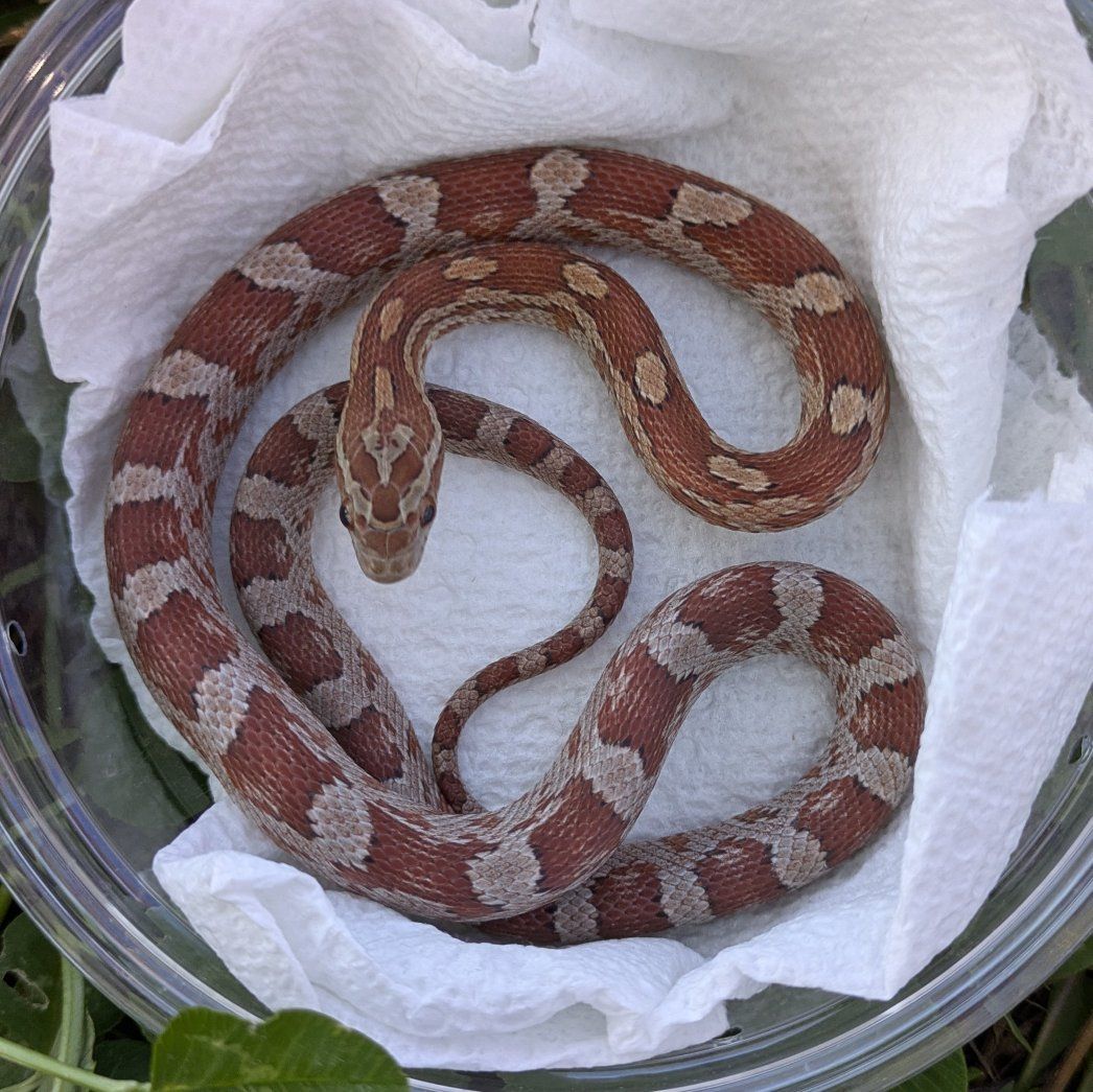 2025 Female 50% Het Amel Charcoal 66% Het Diffused