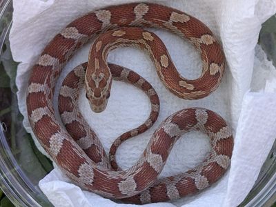 2025 Female 50% Het Amel Charcoal 66% Het Diffused