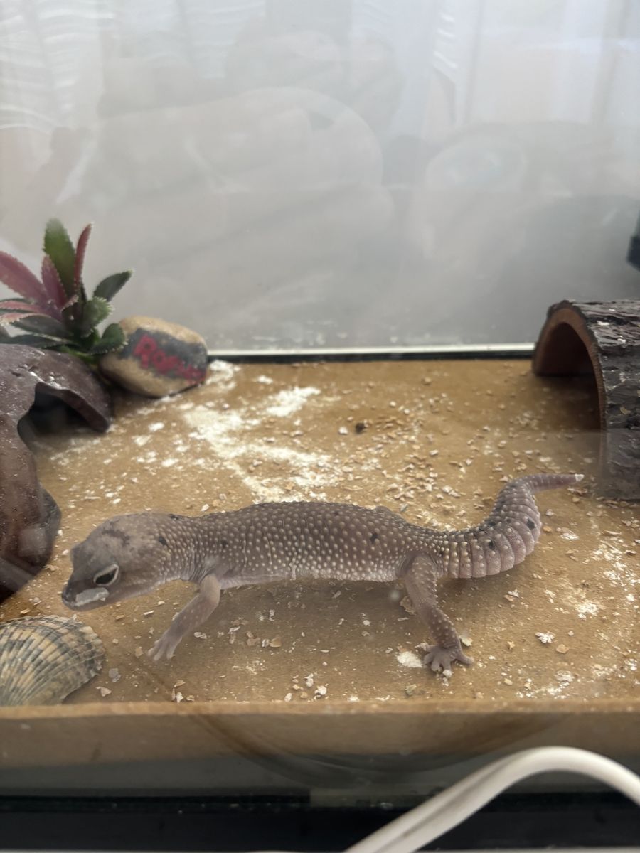 Fancy Gecko