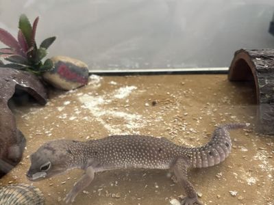 Fancy Gecko