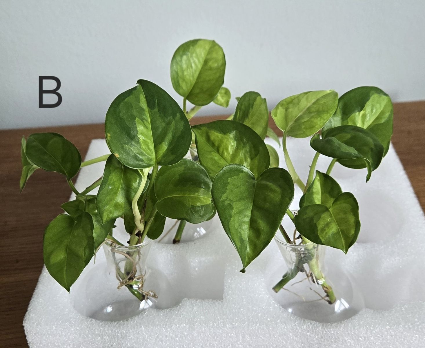 Main image 4