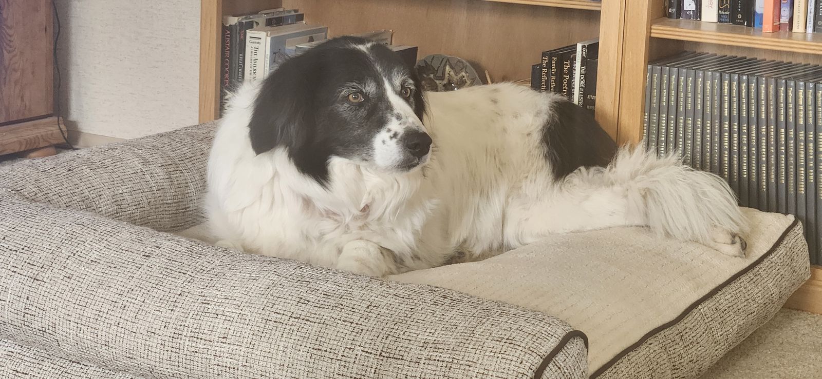 Dog for a good home - Border Collie / Great Pyrenese