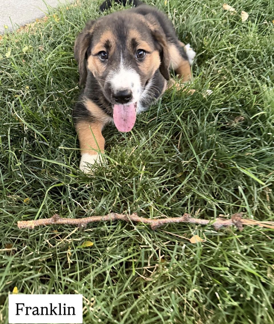 Basset Hound/Malamute - Puppies