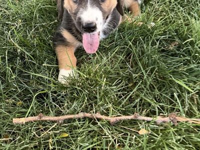 Basset Hound/Malamute - Puppies