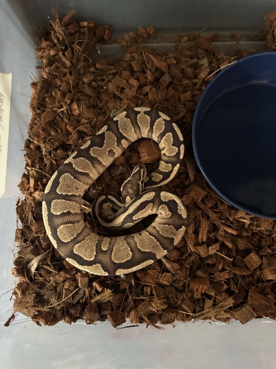 Female Mojave het clown