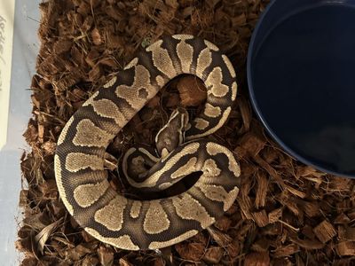 Female Mojave het clown