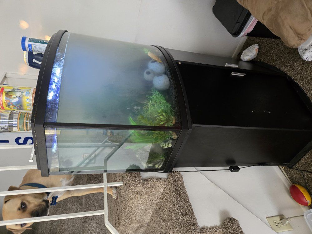 36 gallon bow front aquarium