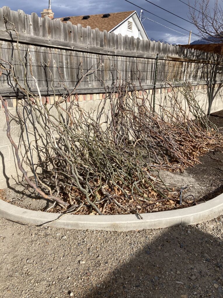 Corkscrew Willow Branches