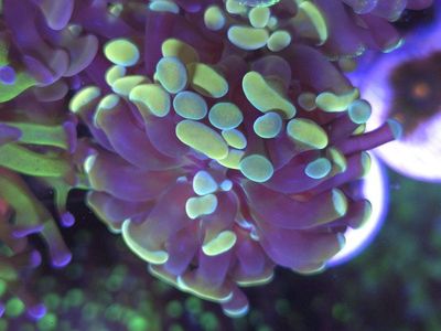 Hammers and Frogspawn