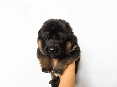 AKC Imported German Shepherd Puppies