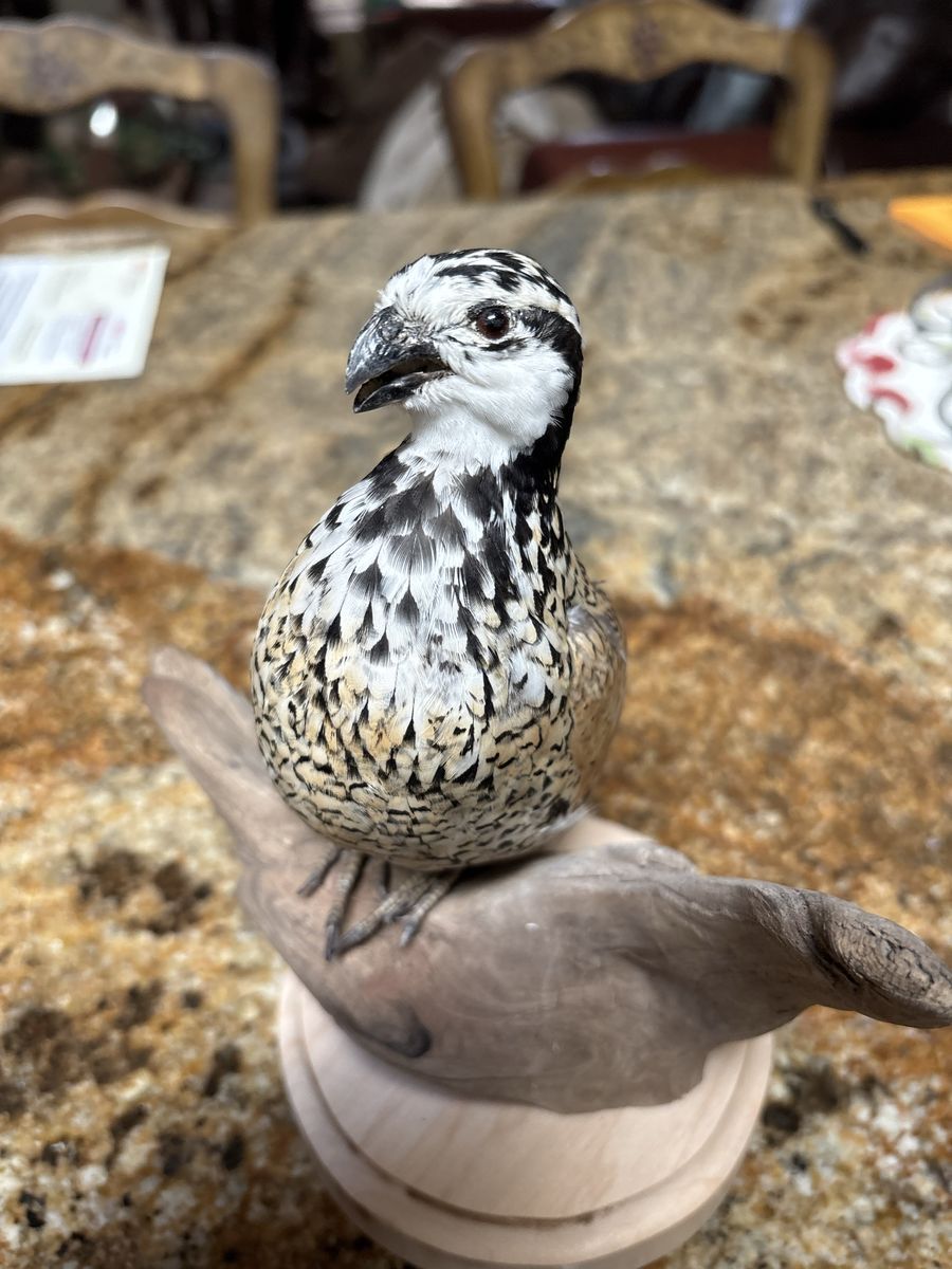 Taxidermy Quail Bird Mount on Driftwood Display Base Mexican