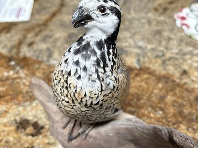 Taxidermy Quail Bird Mount on Driftwood Display Base Mexican