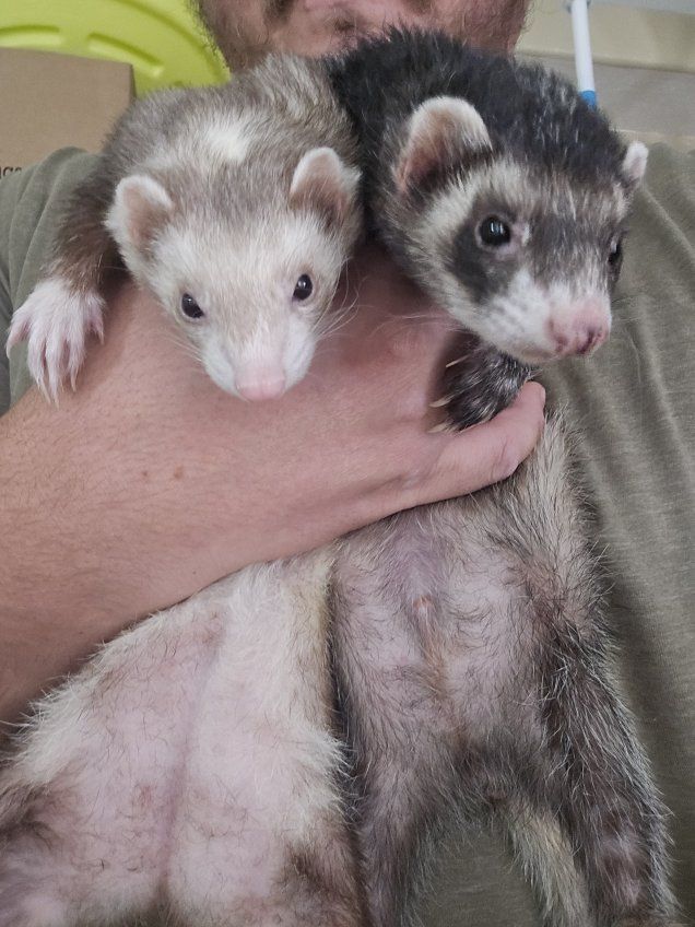 Pair of Ferrets - Cute and snuggly