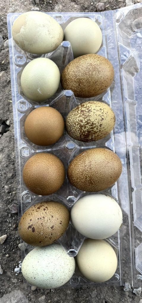 Olive Egger Hatching Eggs