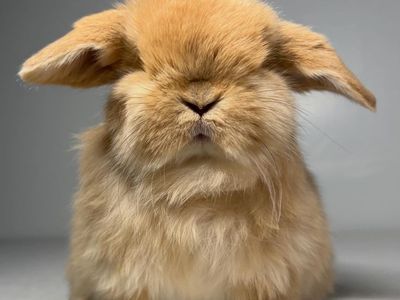 Holland Lop Buck