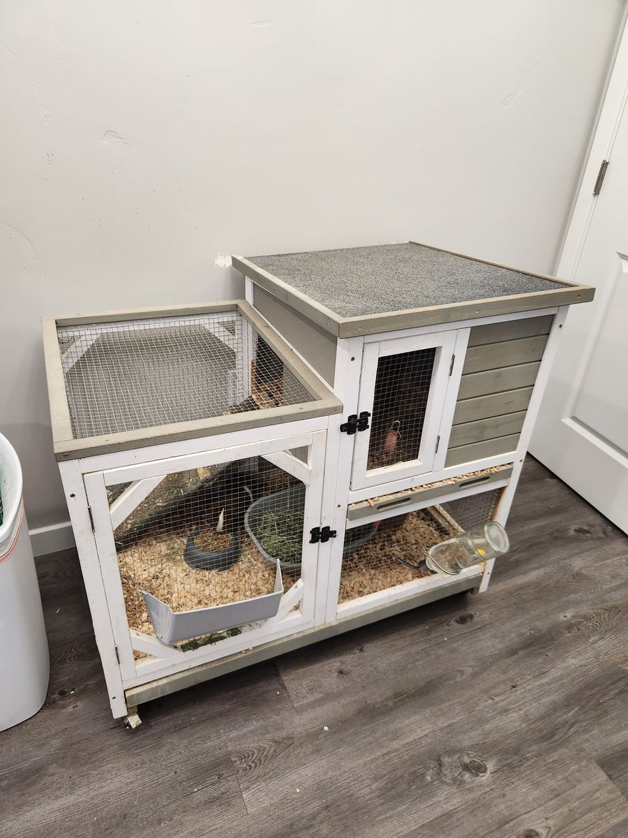 Guinea Pigs and Hutch