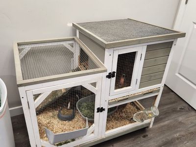 Guinea Pigs and Hutch