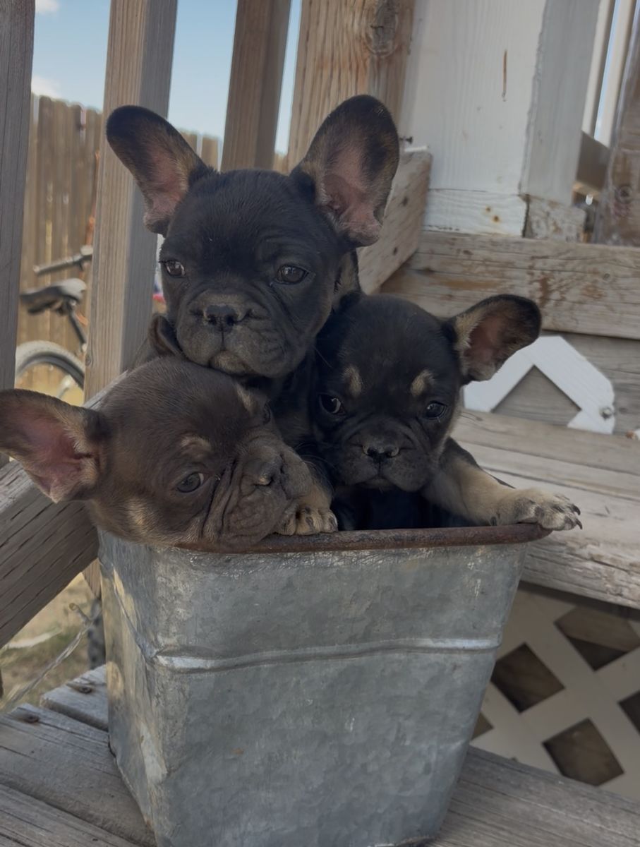 French bulldogs ready to go!!!