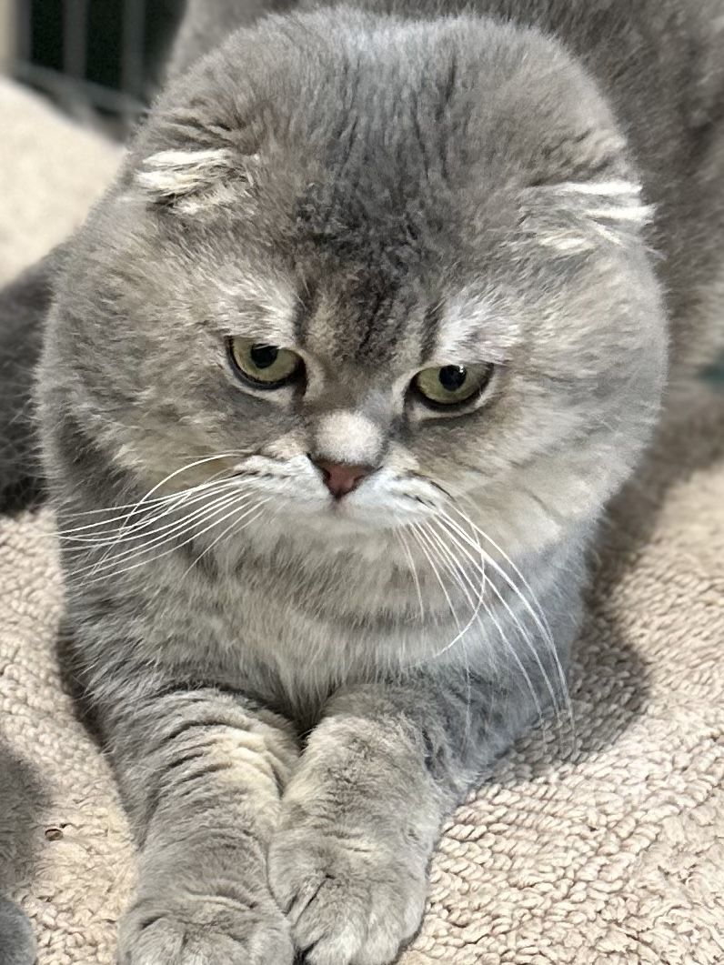TICA registered, Scottish Folds