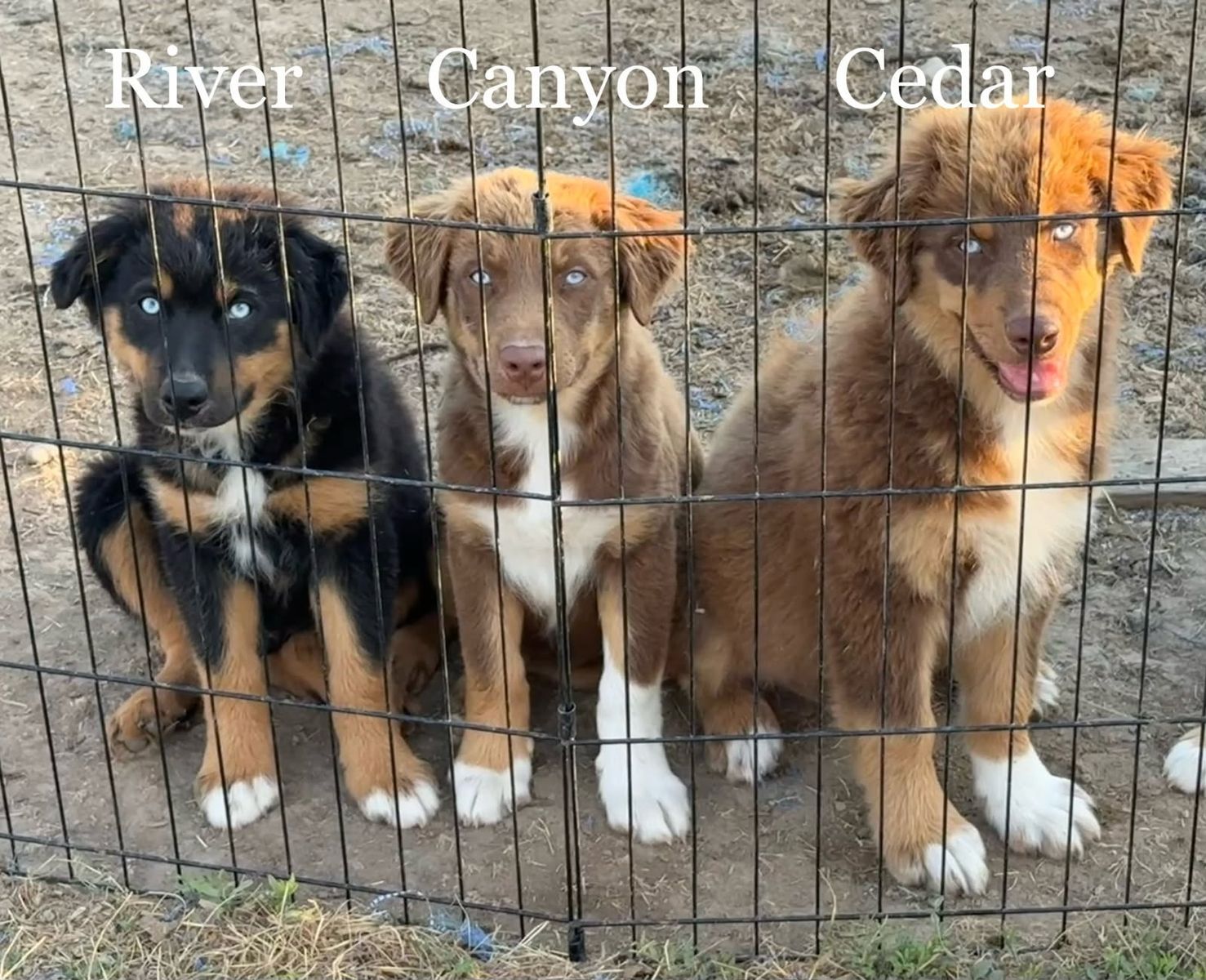 Purebred Australian Shepherd Puppies