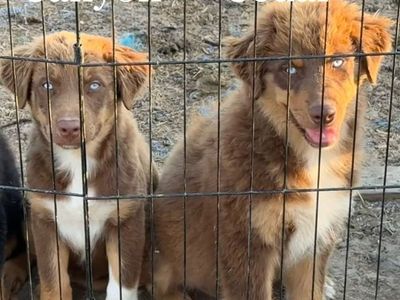 Purebred Australian Shepherd Puppies