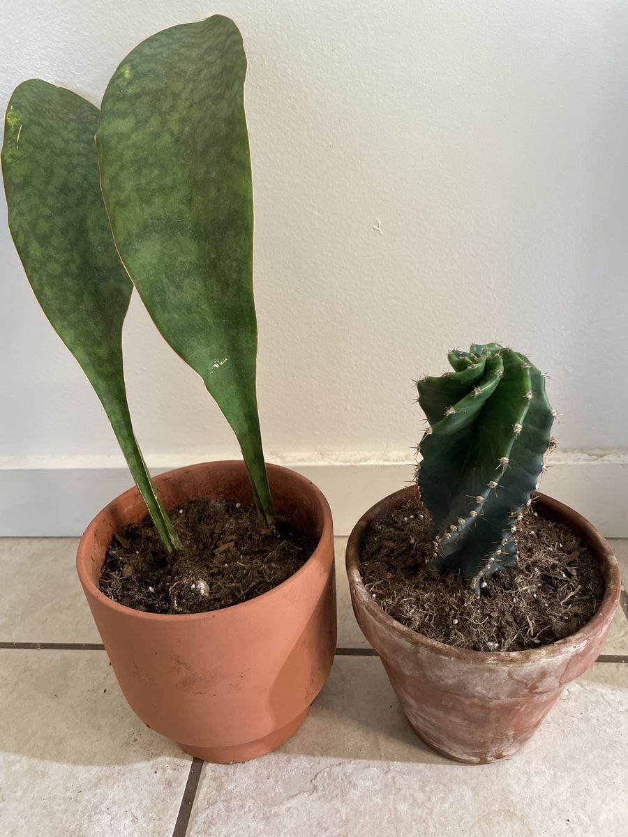 Whale Fin Snake Plant and Spiral Cactus in Terracotta Pots
