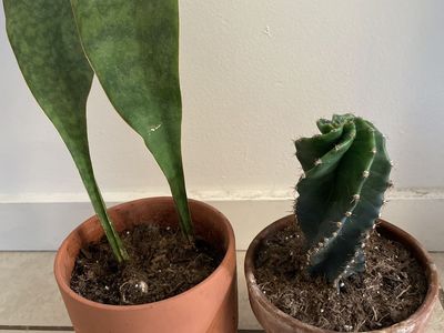 Whale Fin Snake Plant and Spiral Cactus in Terracotta Pots