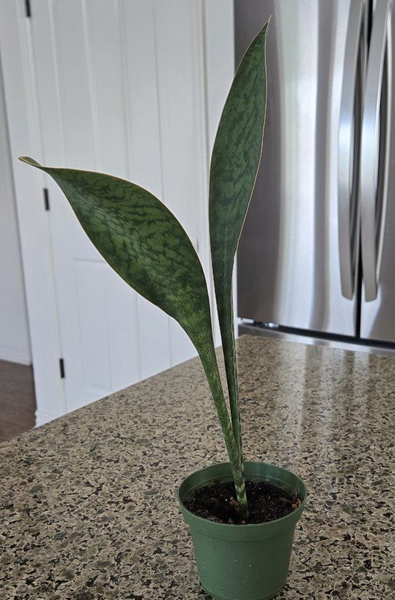 Whale Fin ( Shark Fin ) Snake Plant