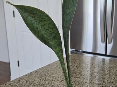 Whale Fin ( Shark Fin ) Snake Plant