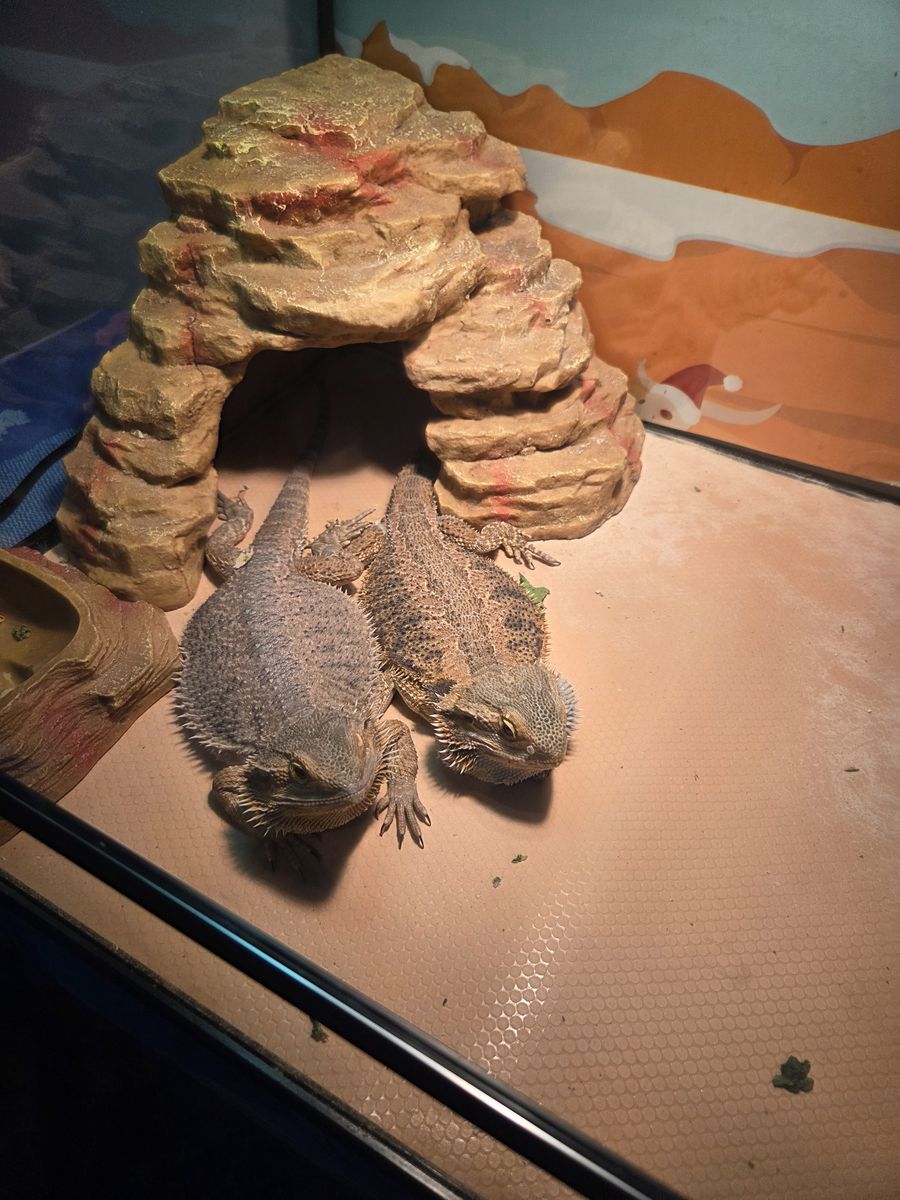 Bearded Dragon Pair about 4 yrs old