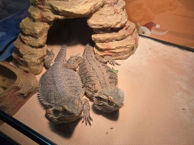 Bearded Dragon Pair about 4 yrs old