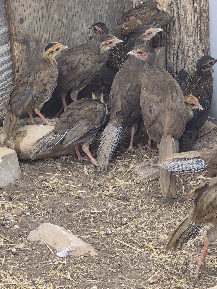 Sliver and Swinhoe  Pheasant Chick's
