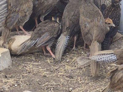 Sliver and Swinhoe Pheasant Chick's