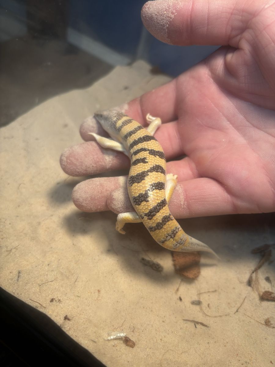 Egyptian Sandfish Skink