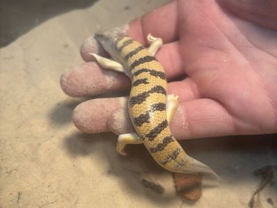 Egyptian Sandfish Skink