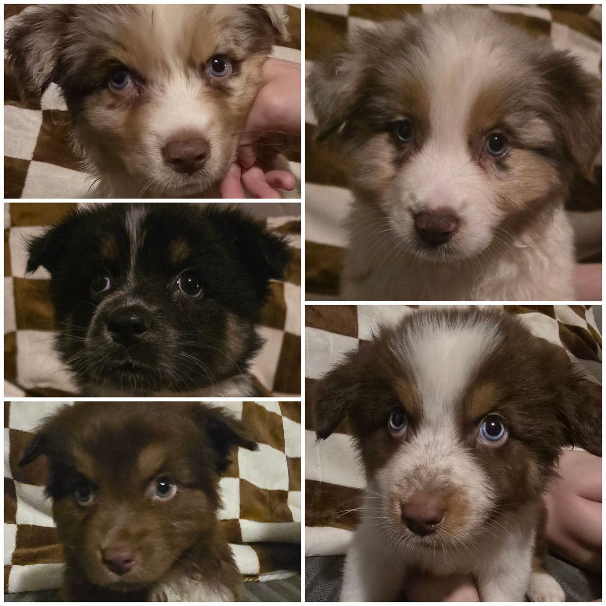 Pure Bred Standard Australian Shepherd Pups!