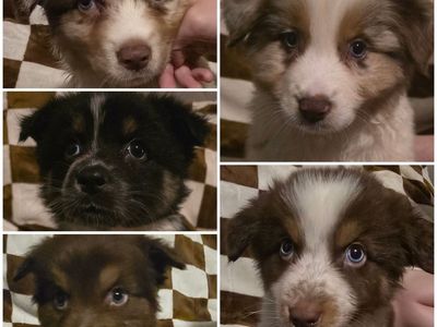Pure Bred Standard Australian Shepherd Pups!
