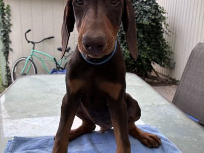Doberman puppies